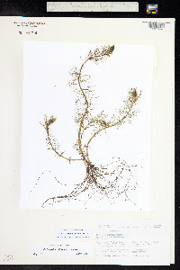 Myriophyllum sibiricum image