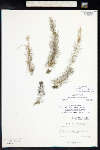 Myriophyllum sibiricum image