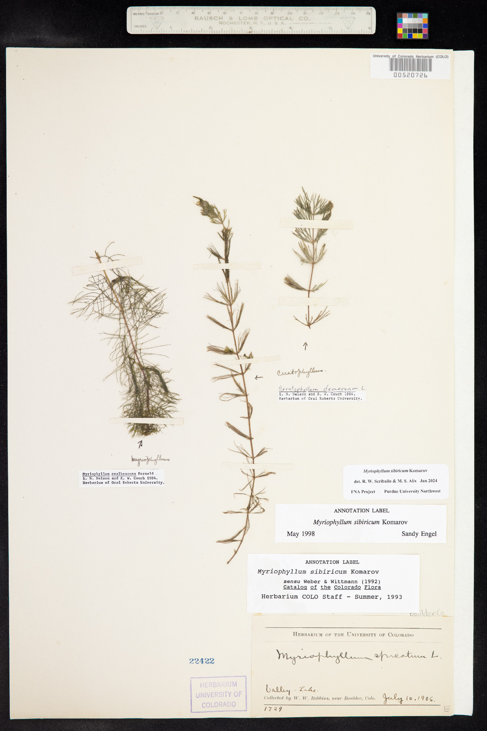 Myriophyllum sibiricum image