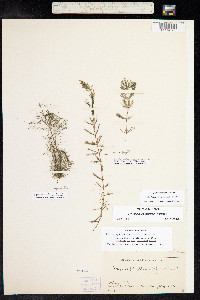 Myriophyllum sibiricum image