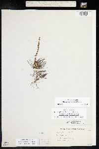 Myriophyllum sibiricum image