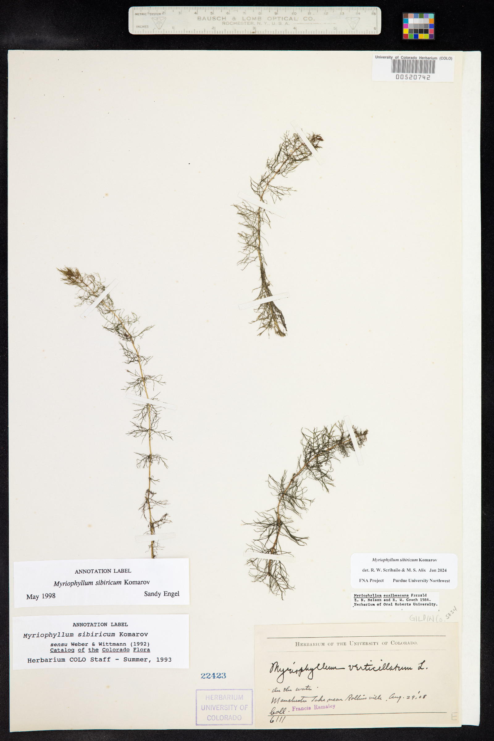 Myriophyllum sibiricum image