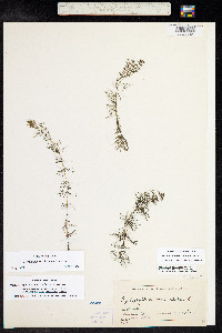 Myriophyllum sibiricum image