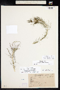 Myriophyllum sibiricum image