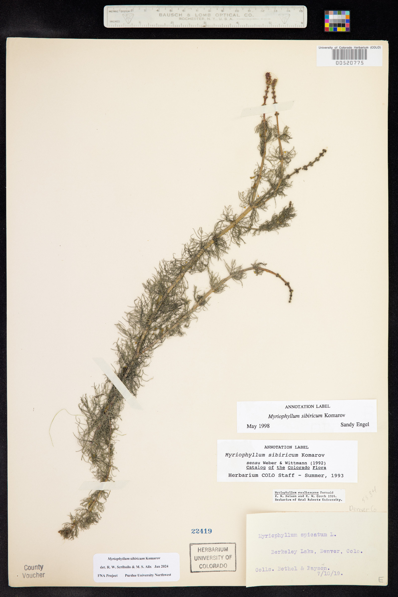 Myriophyllum sibiricum image