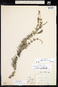 Myriophyllum sibiricum image