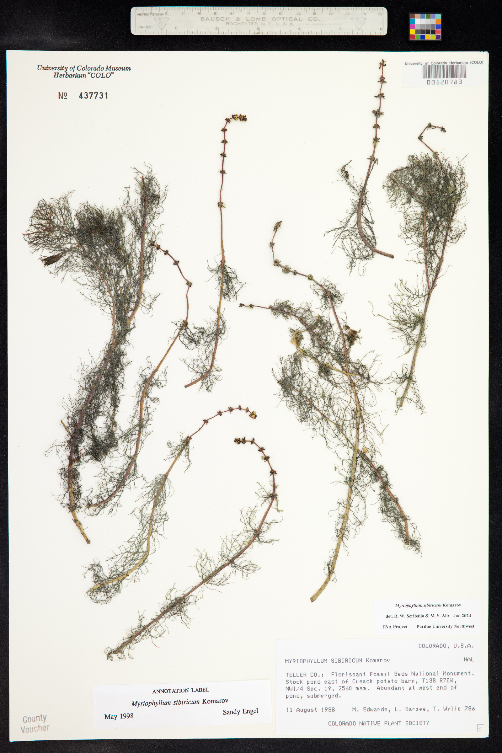 Myriophyllum sibiricum image