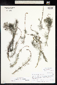 Myriophyllum sibiricum image