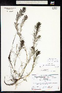 Myriophyllum sibiricum image