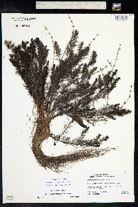 Myriophyllum sibiricum image