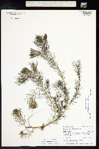 Myriophyllum sibiricum image