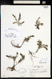 Myriophyllum sibiricum image