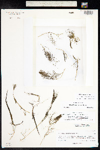 Myriophyllum sibiricum image