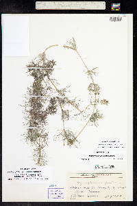 Myriophyllum sibiricum image