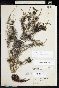 Myriophyllum sibiricum image