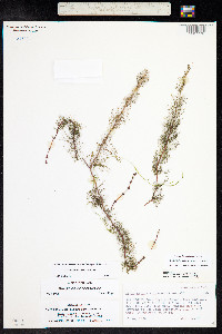 Myriophyllum sibiricum image