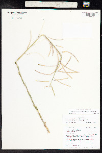 Boechera austromontana image