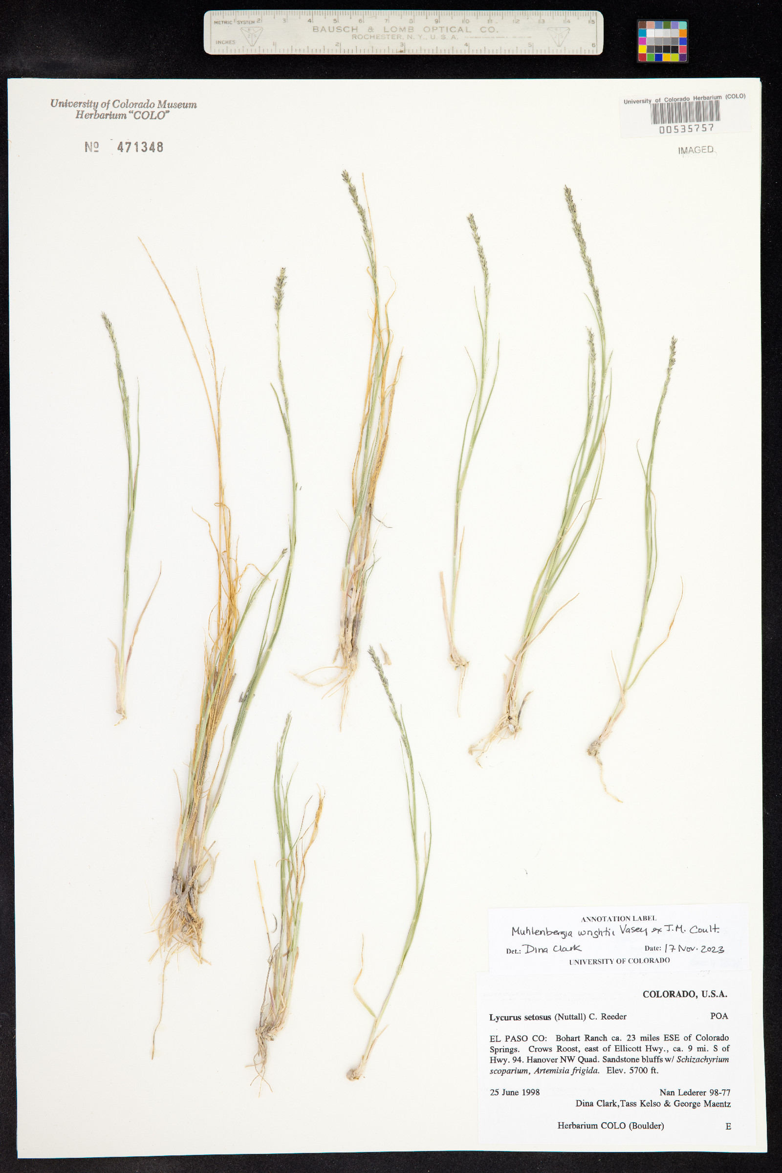 Muhlenbergia wrightii image