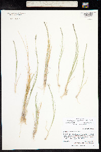 Muhlenbergia wrightii image