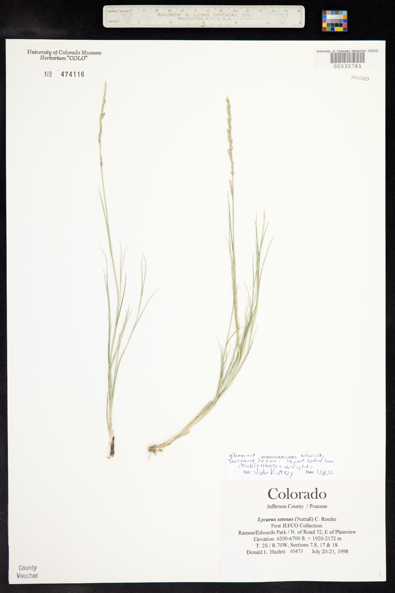 Muhlenbergia wrightii image