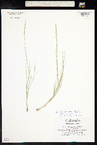 Muhlenbergia wrightii image
