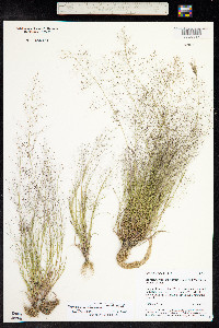 Muhlenbergia minutissima image