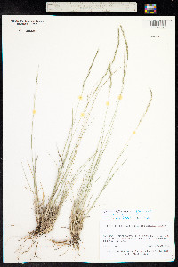 Muhlenbergia montana image