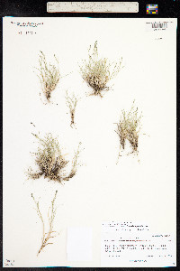 Muhlenbergia richardsonis image