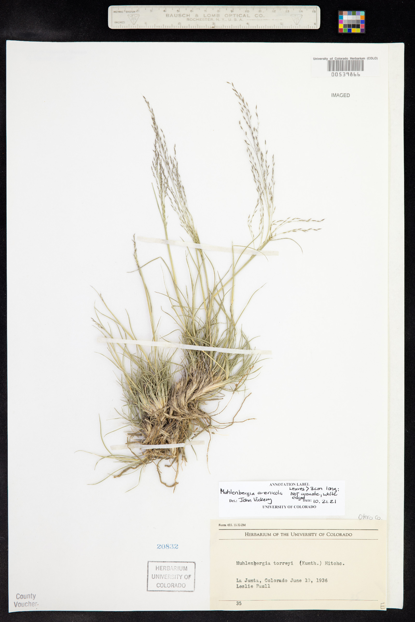 Muhlenbergia arenicola image