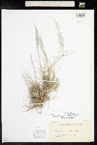 Muhlenbergia arenicola image
