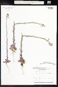 Boechera grahamii image