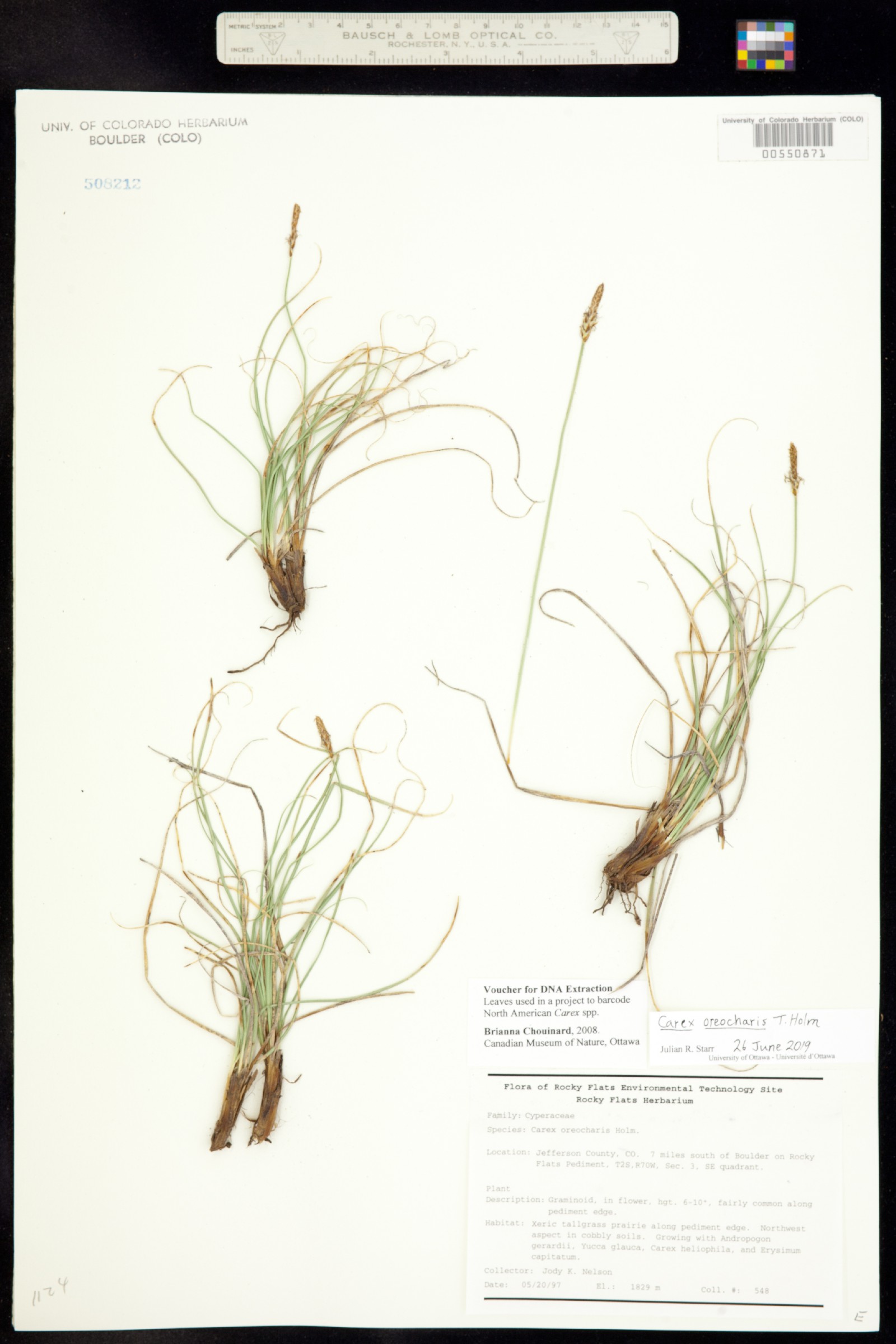 Carex oreocharis image