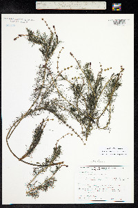 Myriophyllum sibiricum image