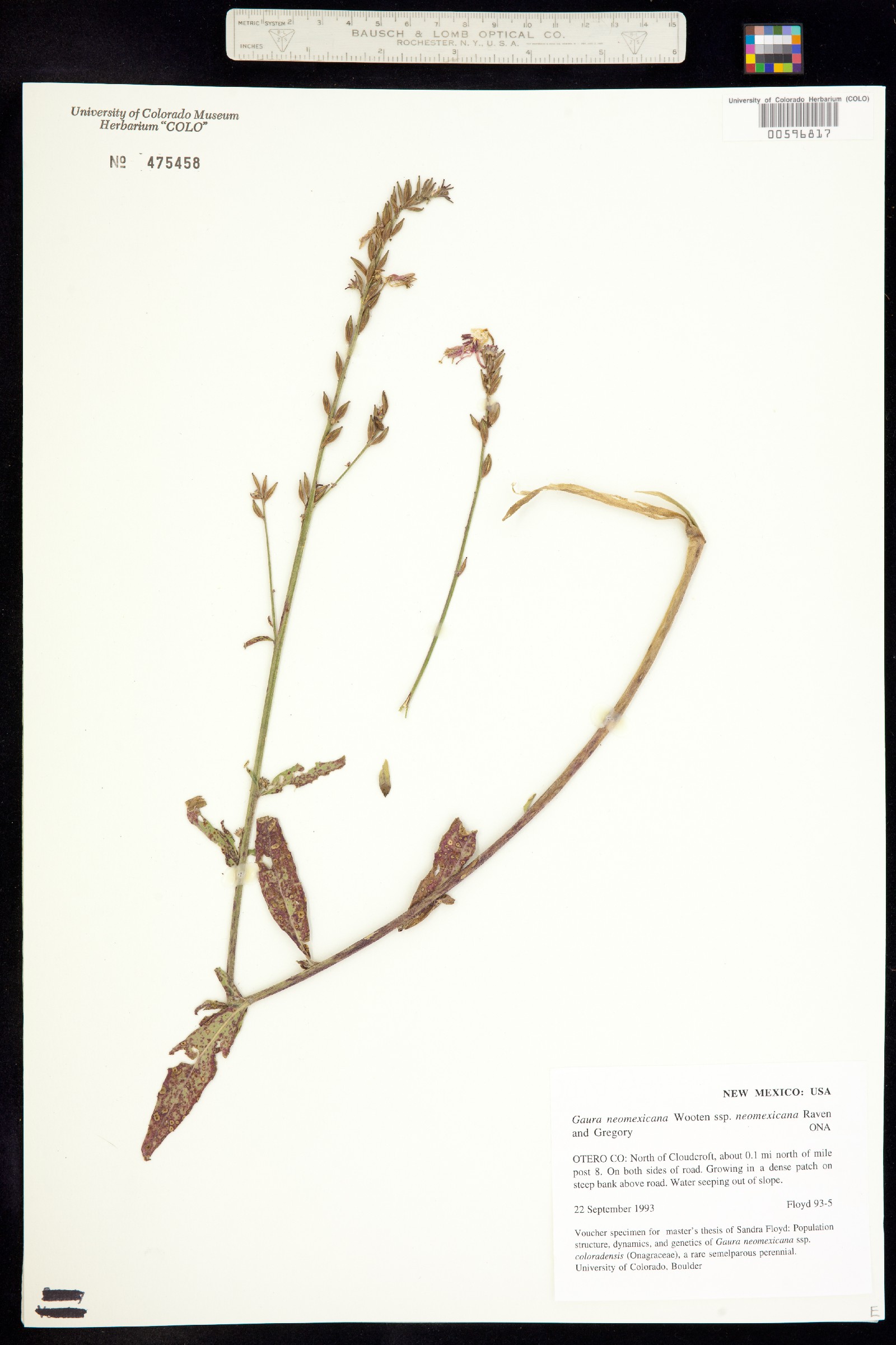 Oenothera coloradensis ssp. neomexicana image