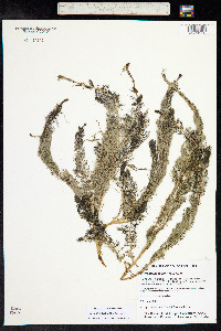 Myriophyllum sibiricum image