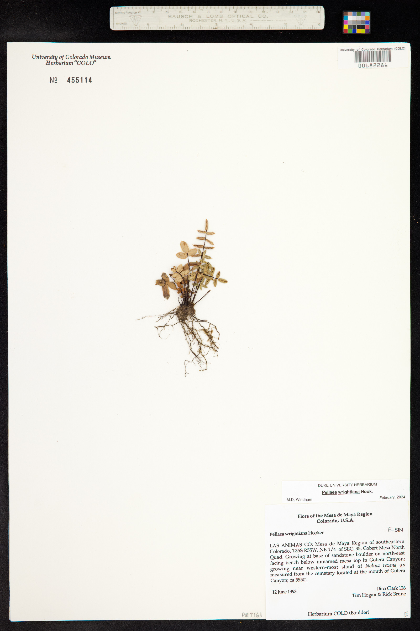 Pellaea wrightiana image