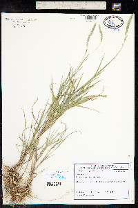 Muhlenbergia racemosa image