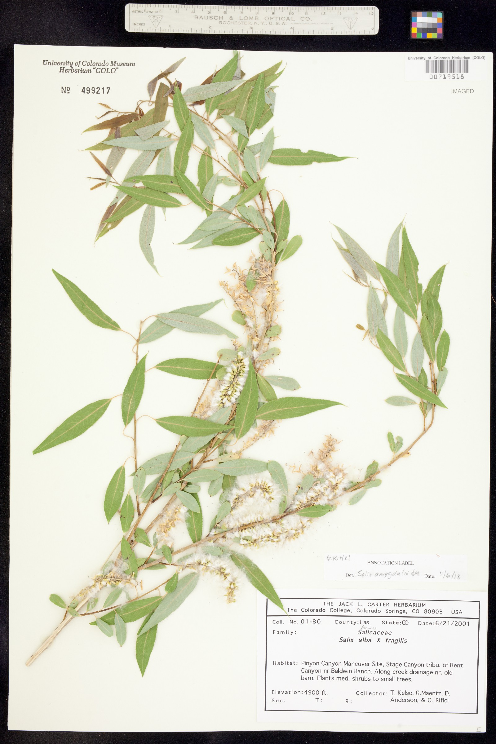 Salix amygdaloides image