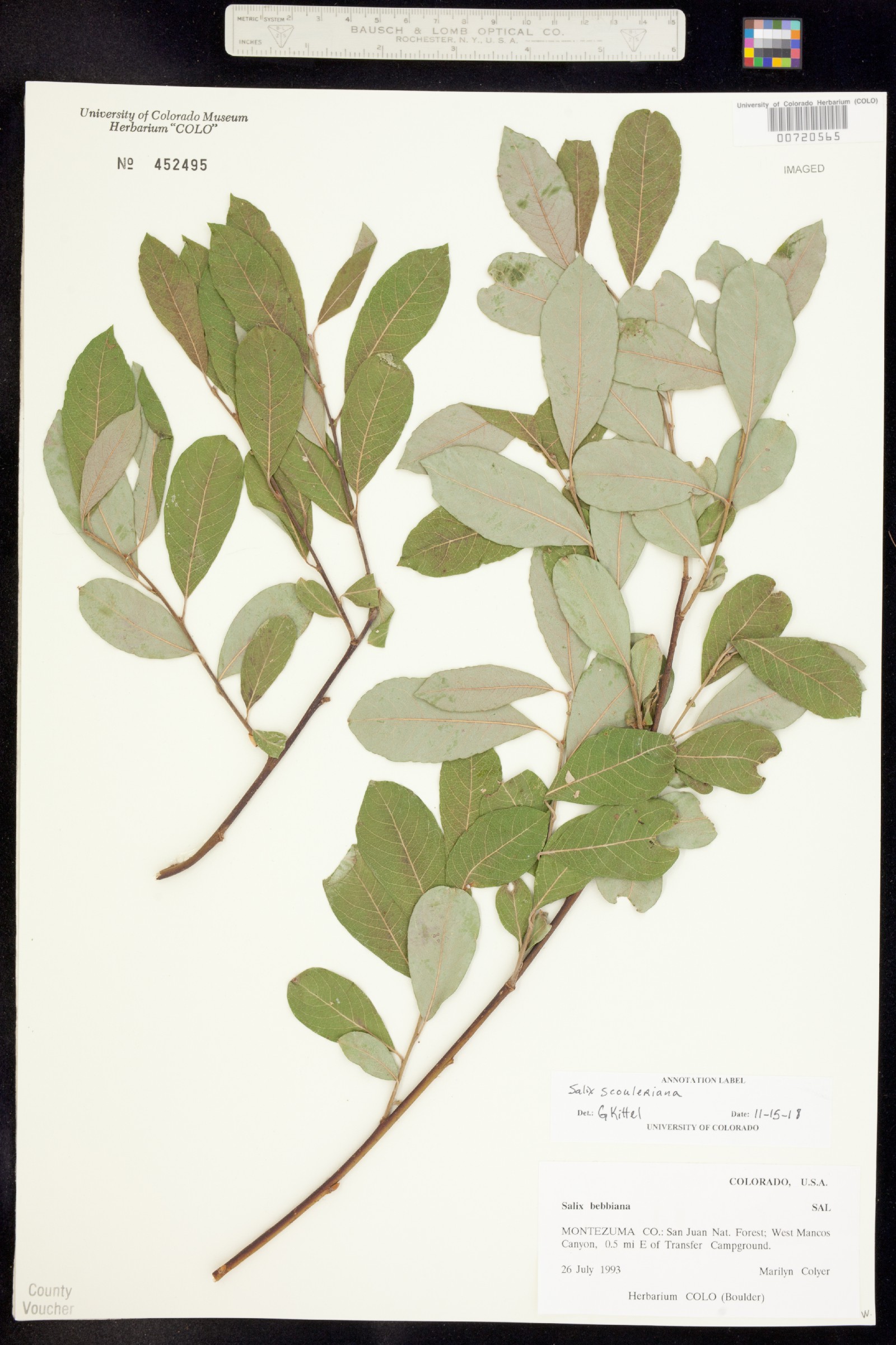Salix scouleriana image