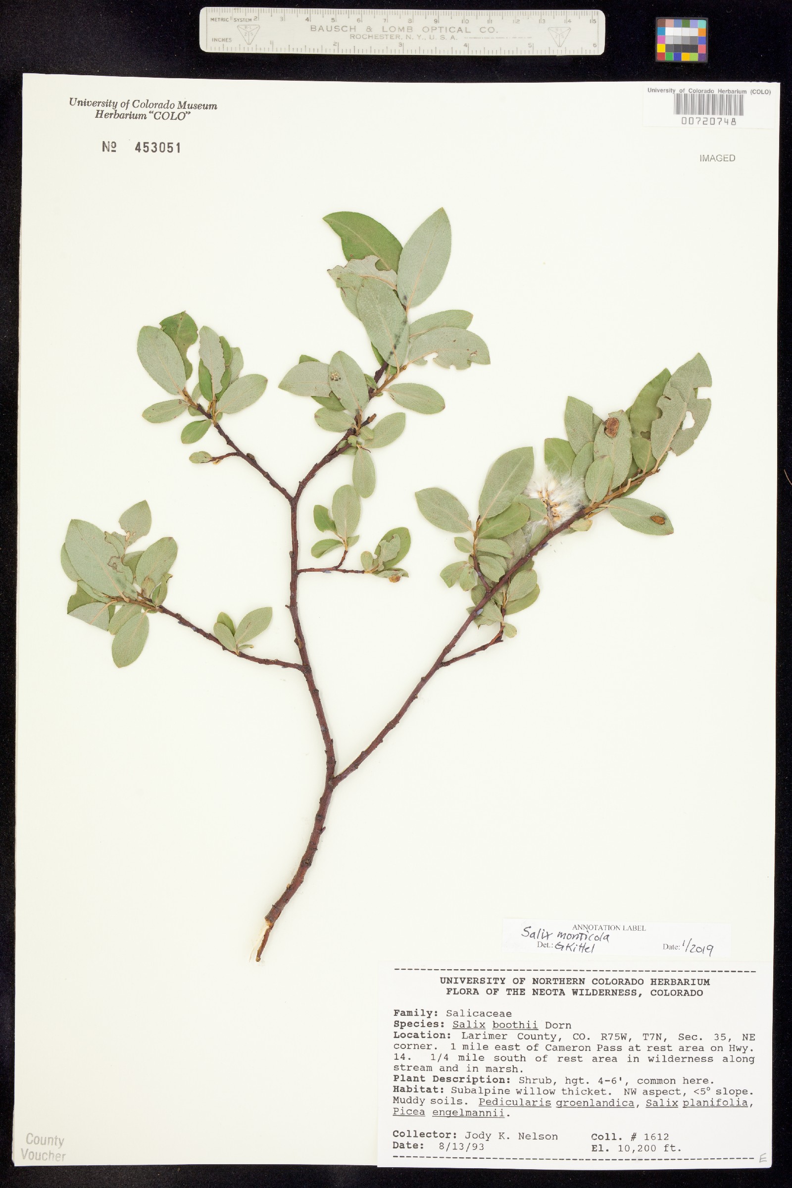 Salix monticola image