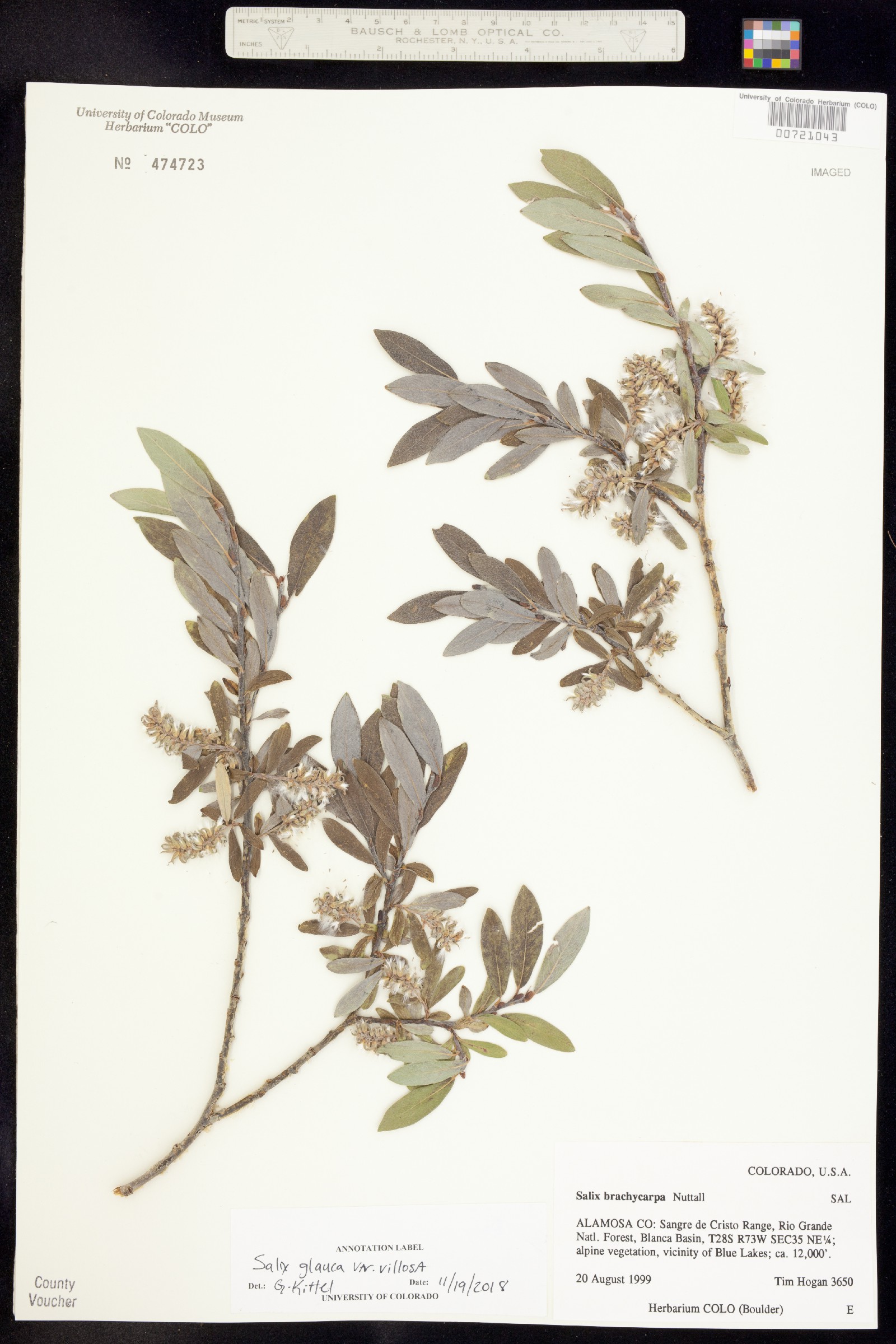 Salix glauca var. villosa image