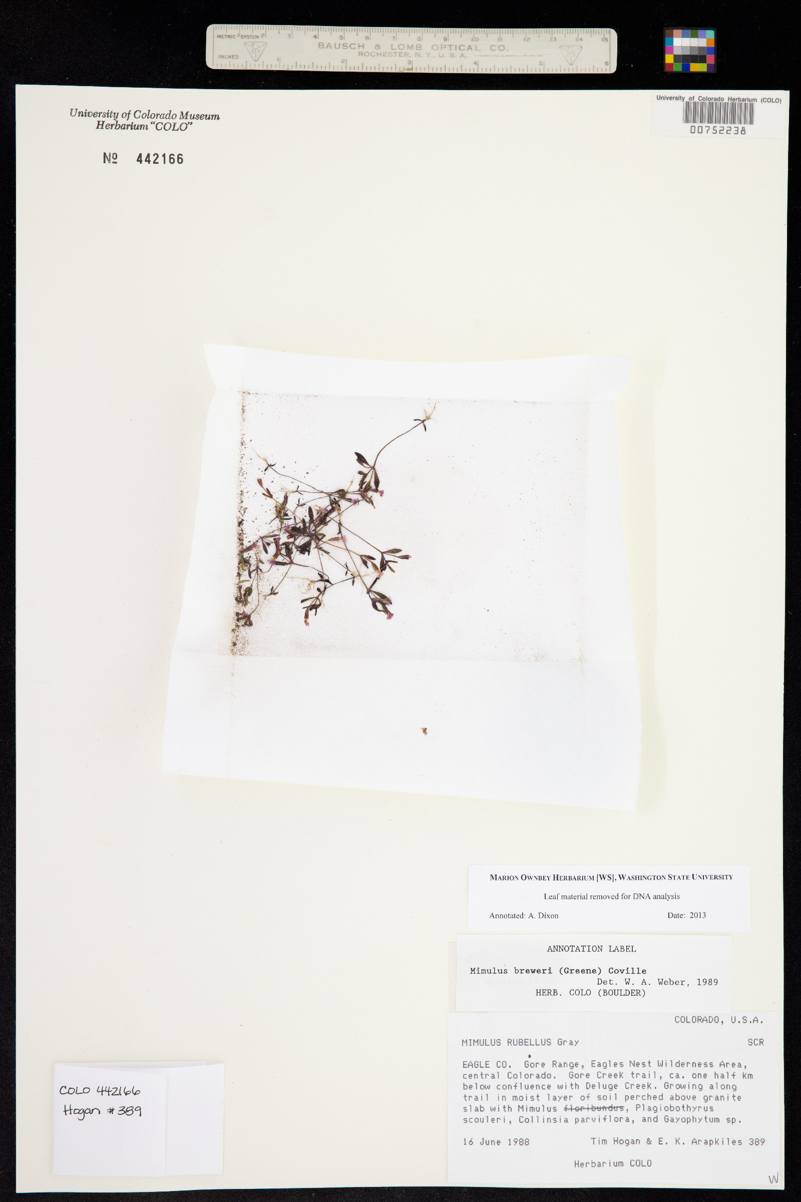 Mimulus breweri image