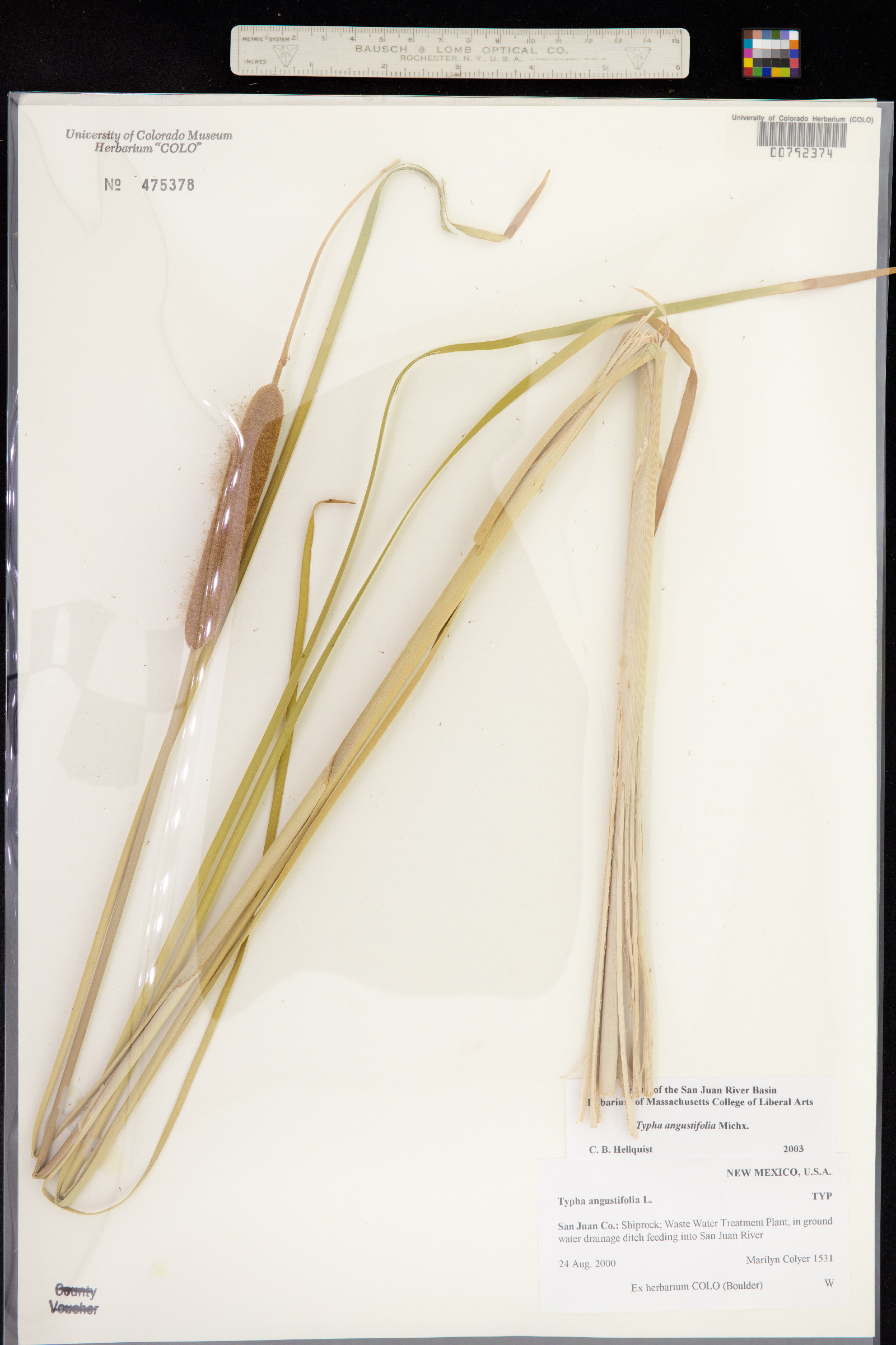 Typha angustifolia image