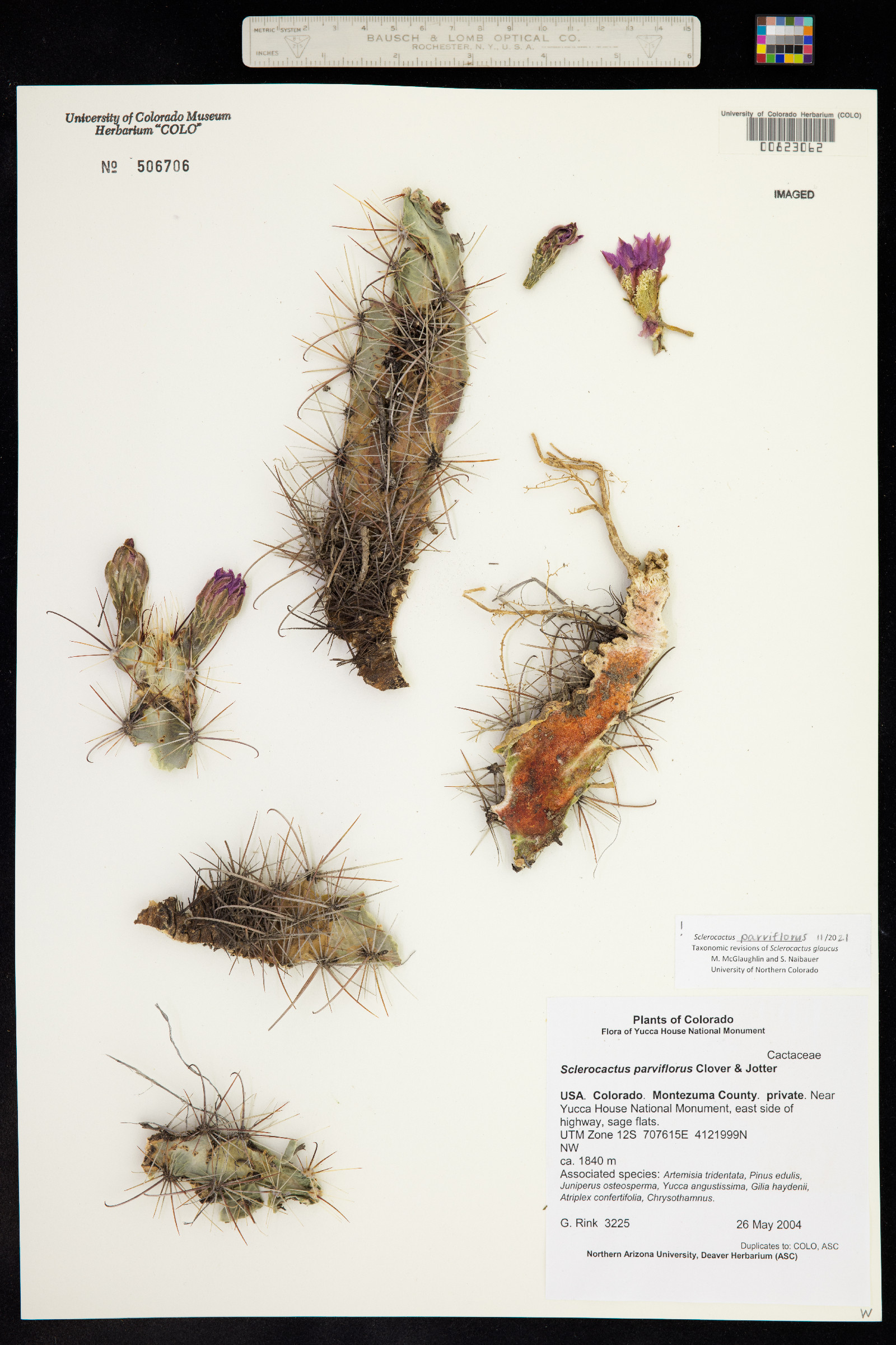 Sclerocactus parviflorus image