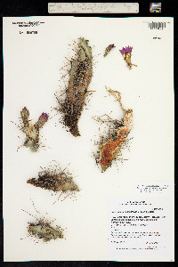 Image of Sclerocactus parviflorus