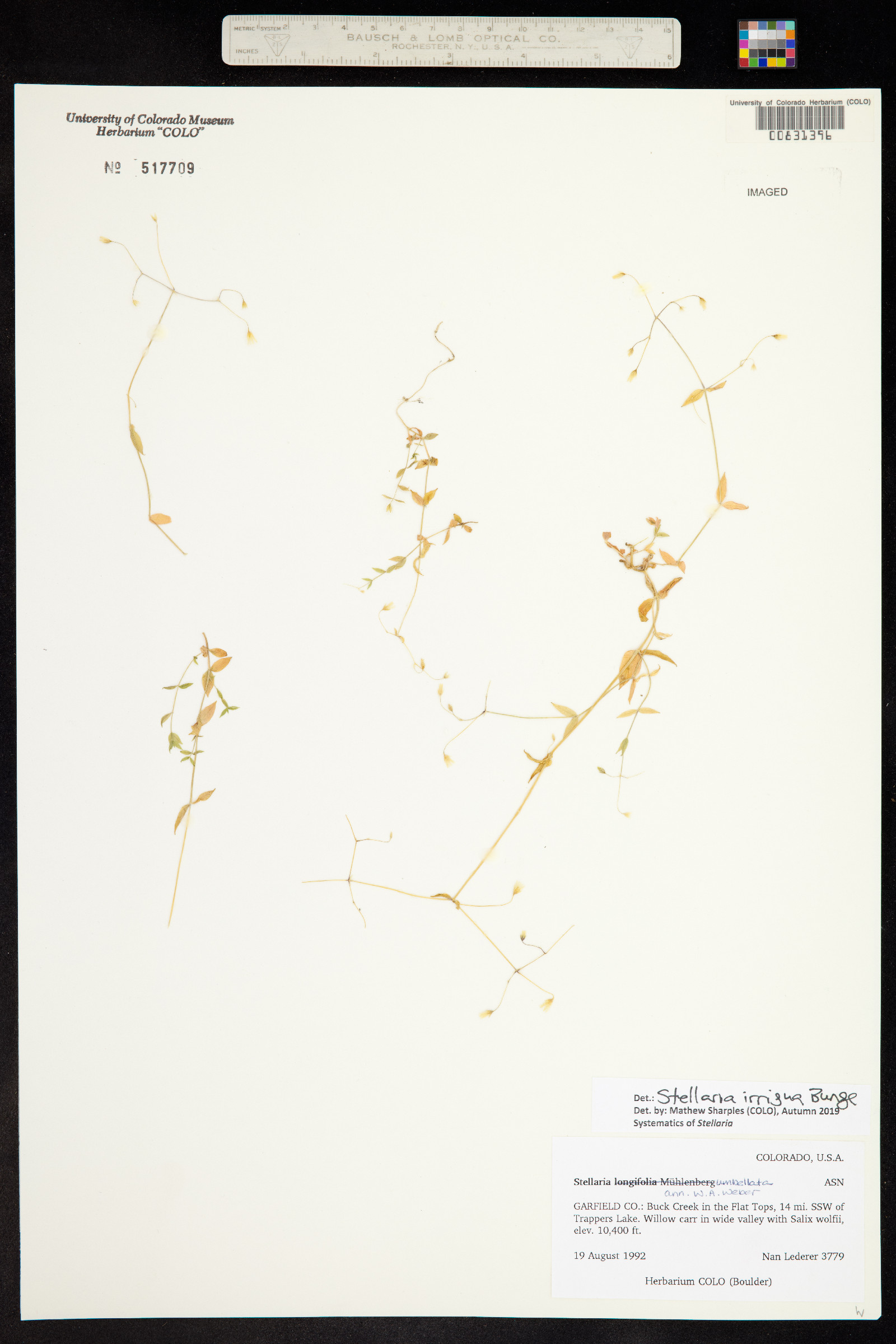 Stellaria irrigua image