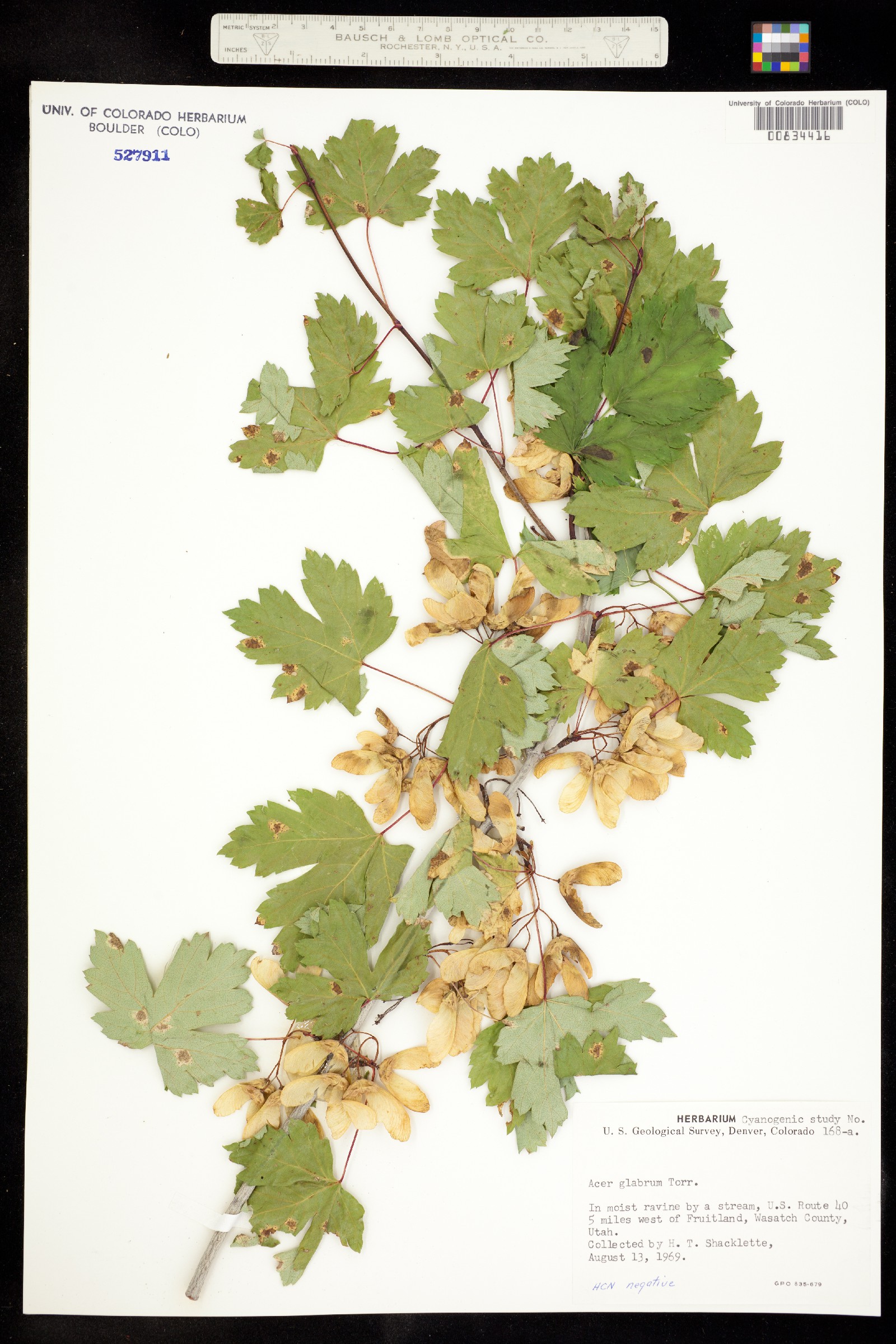 Acer glabrum image