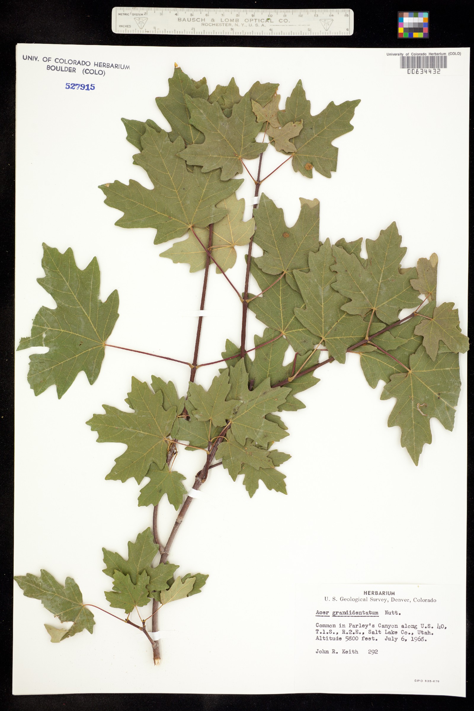 Acer grandidentatum image