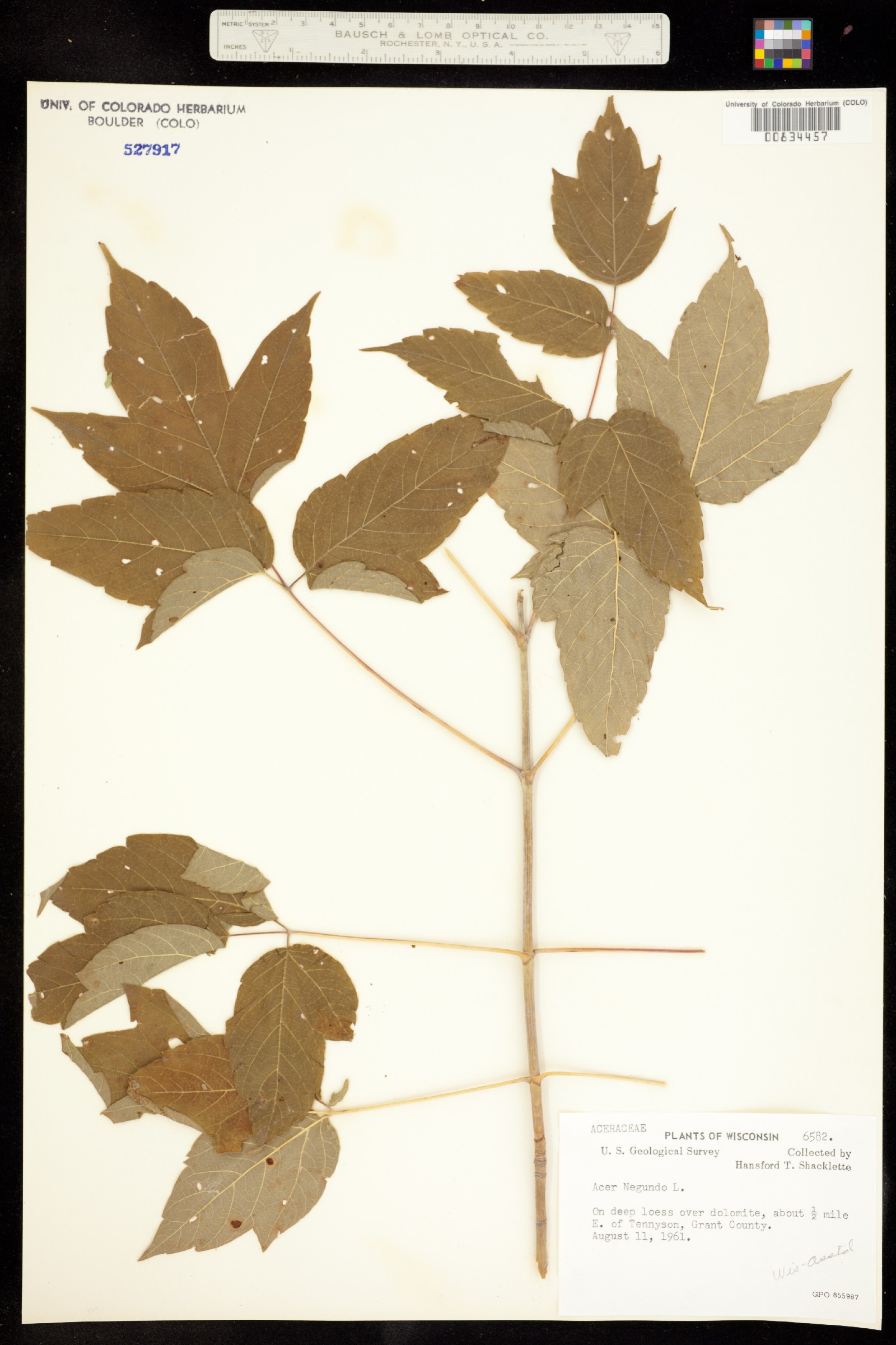 Acer negundo var. negundo image