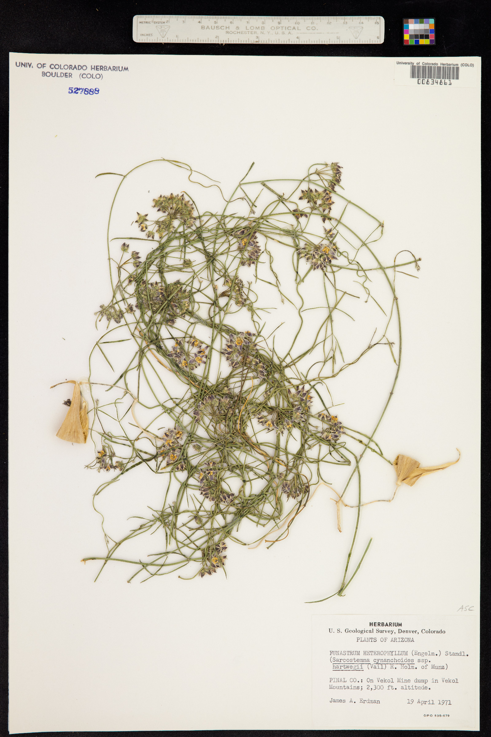 Funastrum crispum image